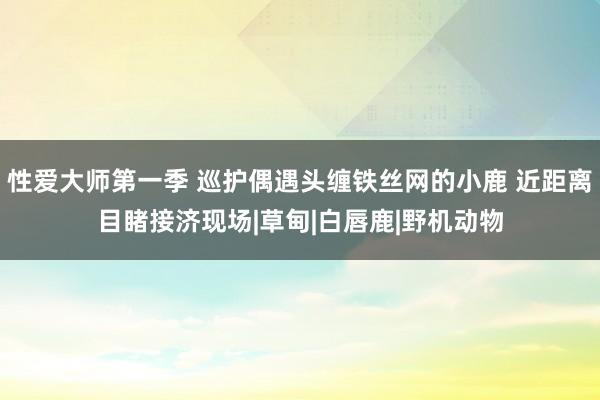 性爱大师第一季 巡护偶遇头缠铁丝网的小鹿 近距离目睹接济现场|草甸|白唇鹿|野机动物